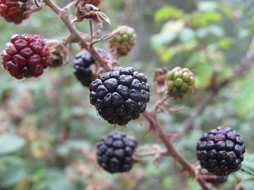 Rubus ulmifolius